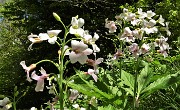 32 Scendendo da Cima di Muschiada traccia-sentierino fiorito di Dentaria minore (Cardamine bulbifera)